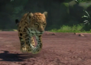 Animalindividualsperuvian jaguar-femalechild0