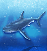 Shorthin Mako.png