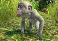 Animalindividualsalbinobonobochimpanzee-malechild2
