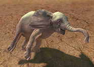 Animalindividualsalbinoafricanbushelephant-malechild2