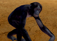 Animalindividualsbonobochimpanzee-female2