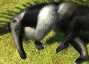 Animalindividualsgiant anteater-female2