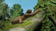 Photos-southerntwotoed sloth