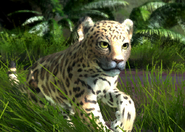 Animalindividualsamazon jaguar-femalechild0