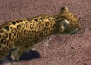 Animalindividualscentralamerican jaguar-malechild0