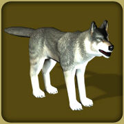 Gray Wolf2