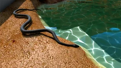 Elephant Trunk Snake Zoo Tycoon Wiki Fandom