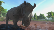 Photos-javanrhino