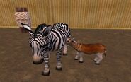 Zebra nursing quagga