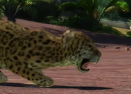 Animalindividualscentralamerican jaguar-malechild2