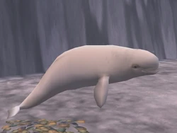 Beluga | Zoo Tycoon Wiki | Fandom