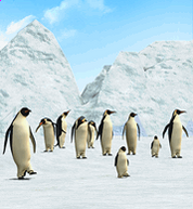 Emperor Penguin.png