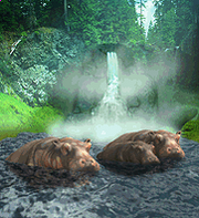 Hippopotamaus.png