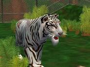 ZT White Bengal Tiger