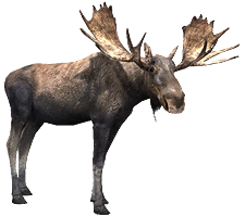 Mariner Moose - Wikipedia