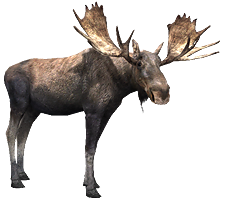 Apr. 2021 - Zoo Tycoon 2 - Moose Exhibit - ZooChat