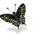 Black Swallowtail