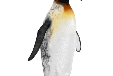 King penguin - Wikipedia