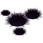 Sea Urchin (HENDRIX)