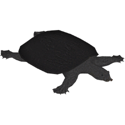 Category:Softshell Turtles | ZT2 Download Library Wiki | Fandom