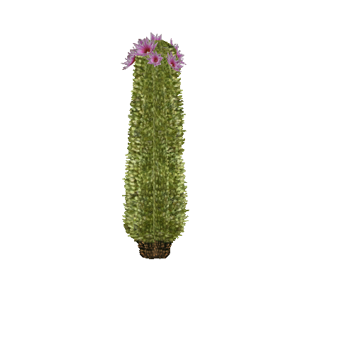 Fishhook cactus - Wikipedia