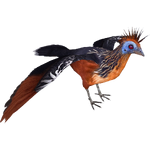 Hoatzin (Bunyupy)