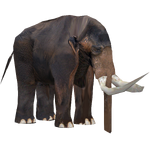 Imperial Mammoth (Lingsrobin)