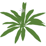 Swamp Lily (Artifex) (235 KB) Swamp Lily (Artifex)