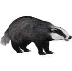 European Badger (ZTABC Team)