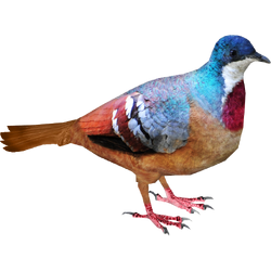 Picazuro pigeon - Wikipedia