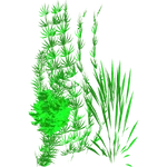 Freshwater Plant (Dycki1231) (216 KB) Freshwater Plant (Dycki1231)