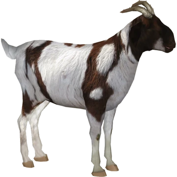 Boer Goat (slice) | ZT2 Download Library Wiki | Fandom