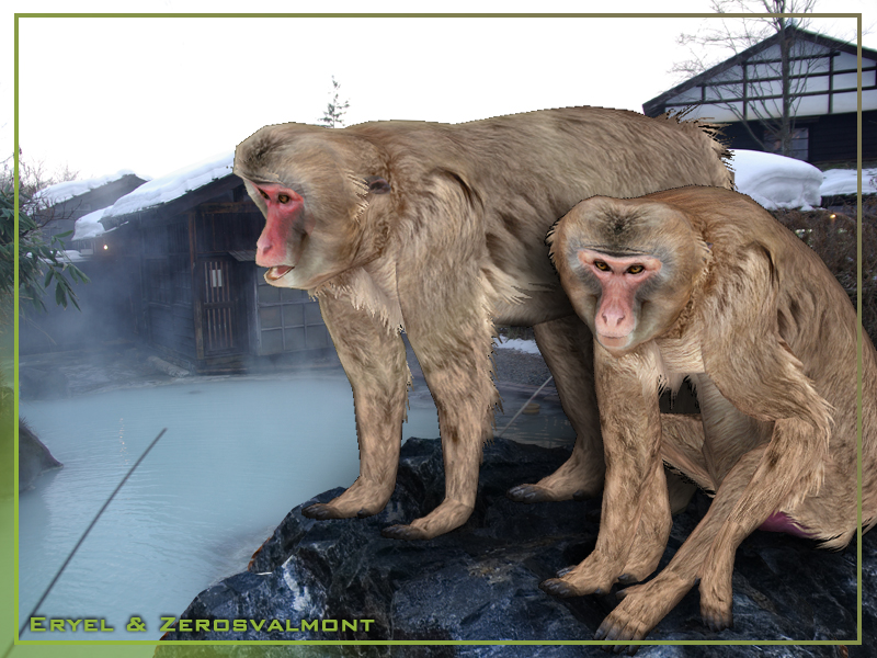 Japanese monkey様 150525ZAMA-MONKEYphoto01.jpg