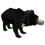 Sloth Bear (Okeanos)