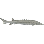 European Sea Sturgeon (HENDRIX)