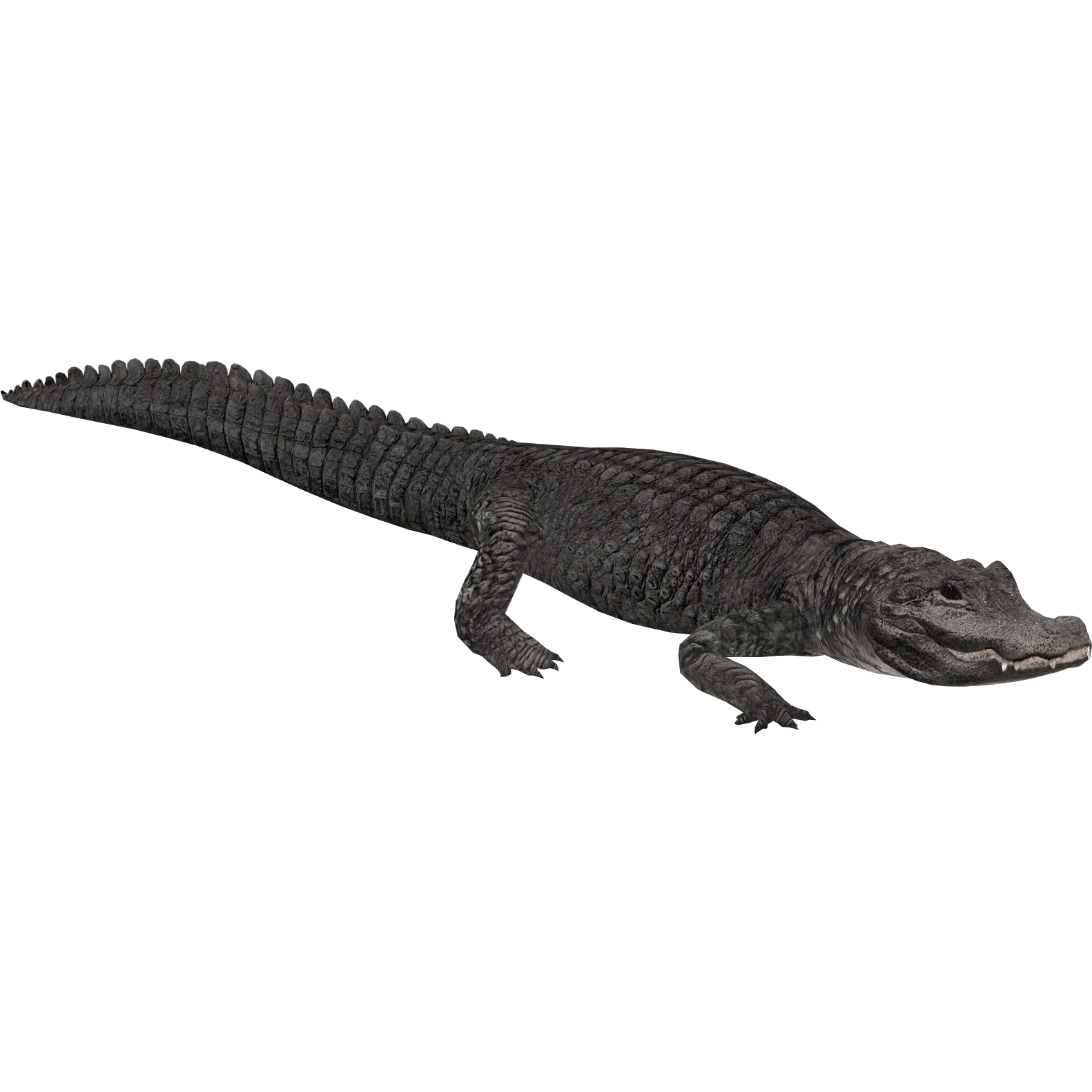 Chinese alligator - Wikipedia