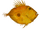 John Dory (Thom)