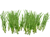 Swampgrass (Worldwide Designers United)