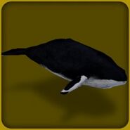Humpback Whale
