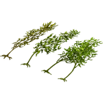Kelp Food (VGnome)