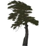 Alpine Pine (Nessich)