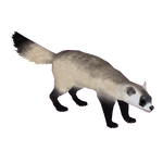 Black-Footed Ferret (Jeremiah)