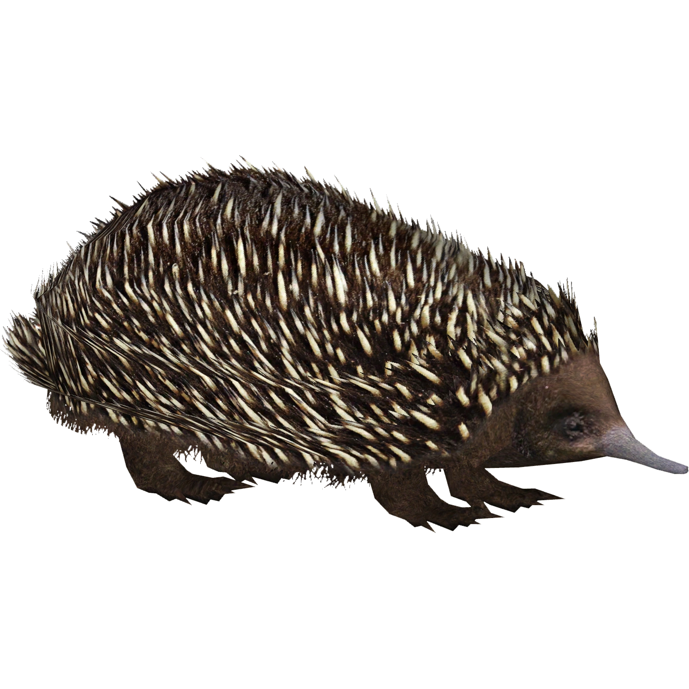 Short-beaked Echidna (Zerosvalmont) | ZT2 Download Library Wiki