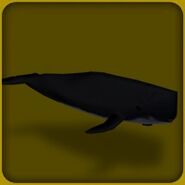 Sperm Whale