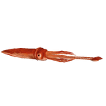 Colossal Squid (Harlequinz eg0)