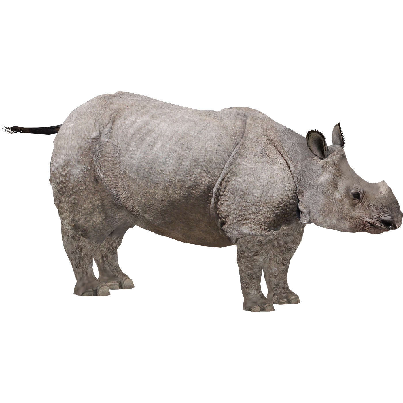 Javan Rhinoceros (Dedennedillo)/Version 1 | ZT2 Download Library Wiki |  Fandom