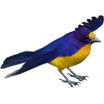 Violaceous Euphonia (Bunteriro)