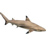 Blacktip Reef Shark (Zerosvalmont)