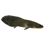 Queensland Lungfish (Hispa Designs)