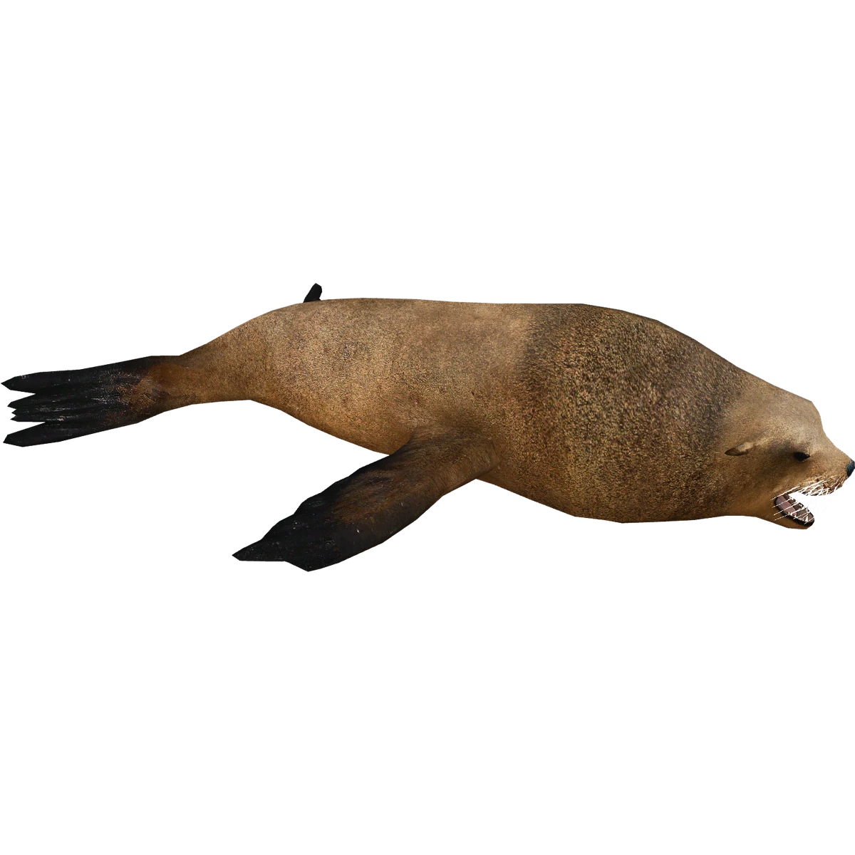 Steller Sea Lion (Ulquiorra) | ZT2 Download Library Wiki